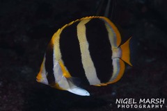 Chaetodon tricinctus