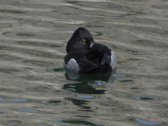 Aythya collaris