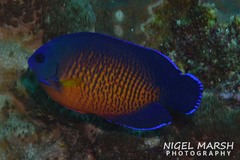 Centropyge bispinosa