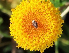 Bruchidius bimaculatus