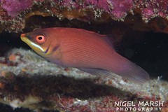 Pseudocheilinus evanidus