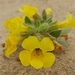 Vandenberg Monkeyflower - Photo (c) Casey H. Richart, some rights reserved (CC BY), uploaded by Casey H. Richart