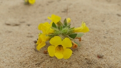 Diplacus vandenbergensis