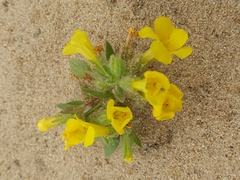 Diplacus vandenbergensis