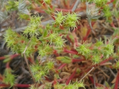 Cardionema ramosissimum