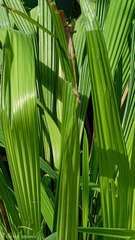 Eleutherine bulbosa