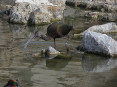 Plegadis chihi