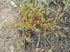 Cardionema ramosissimum