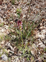 Neotinea ustulata ustulata