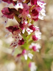 Neotinea ustulata ustulata