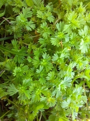 Alchemilla australis