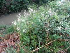 Tarenaya longicarpa