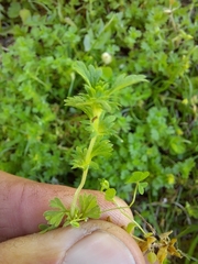 Alchemilla australis