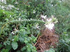 Tarenaya longicarpa