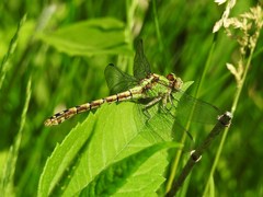 Ophiogomphus rupinsulensis