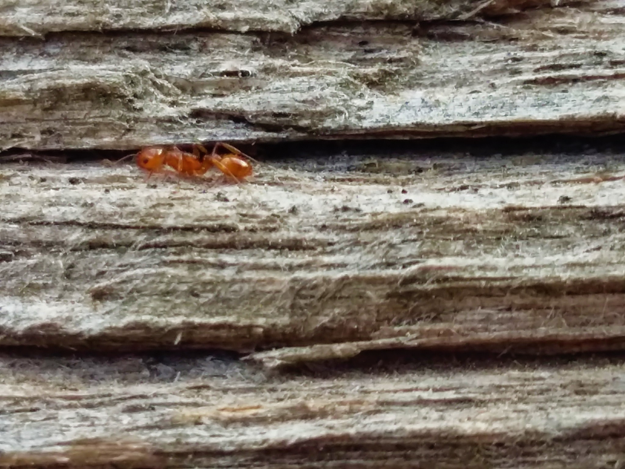Nesomyrmex