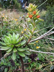 Echeveria quitensis