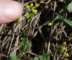 Draba nemorosa