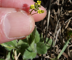 Draba nemorosa