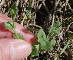 Draba nemorosa