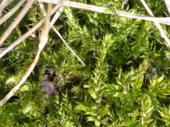Brachythecium rutabulum