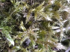 Brachythecium rutabulum