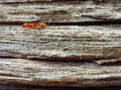 Nesomyrmex