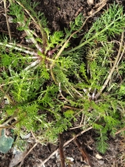 Tripleurospermum inodorum