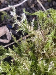 Brachythecium rutabulum