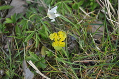 Chrysosplenium alternifolium