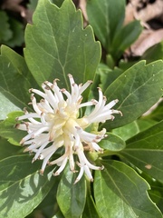 Pachysandra