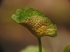 Puccinia eatoniae