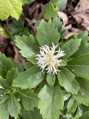 Pachysandra