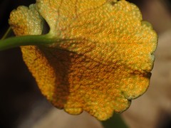 Puccinia eatoniae