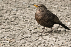 Turdus merula
