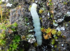 Orthosia cerasi