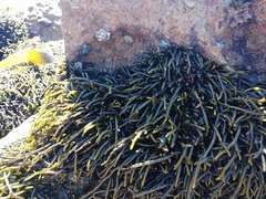 Brassicophycus sisymbrioides