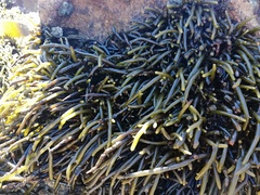 Brassicophycus sisymbrioides