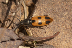 Anostirus vernalis