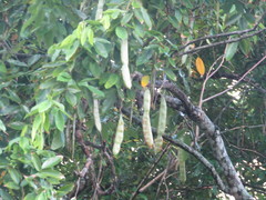 Clitoria fairchildiana