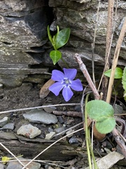 Vinca minor