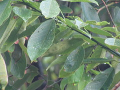 Clitoria fairchildiana