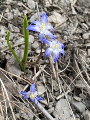Scilla forbesii
