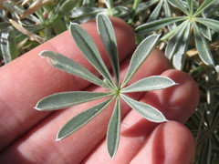 Lupinus excubitus