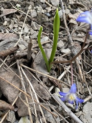 Scilla forbesii