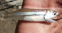 Anchoa hepsetus