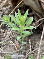 Linaria vulgaris