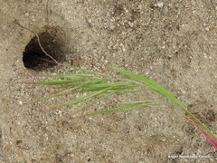 Oryctolagus cuniculus