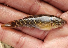 Dormitator maculatus