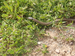 Macroprotodon brevis